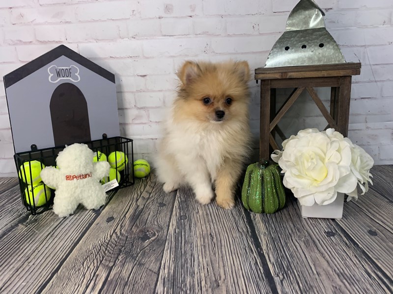 Pomeranian Puppy BROWN ID:3775 Located at Petland Knoxville, Tennessee