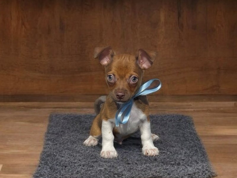 Puppy Blue Merle / White ID222316 Located at Petland Knoxville, Tennessee