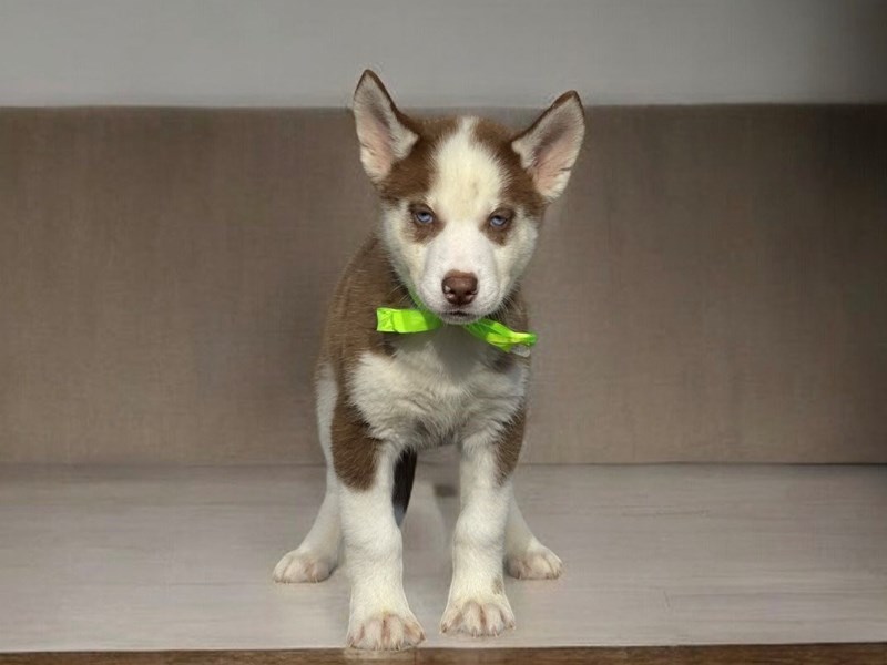 Puppies for Sale Petland Knoxville, Tennessee Puppy Store