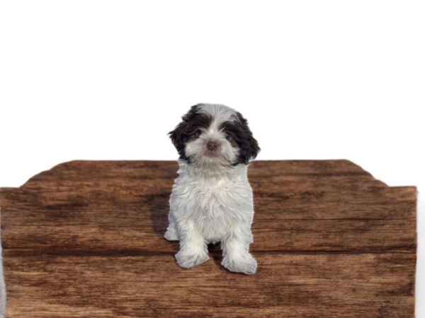 [#5809] Chocolate / White Female Havanese Puppies for Sale