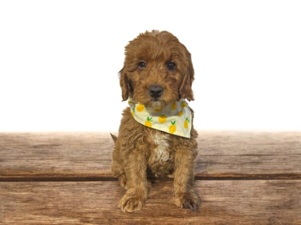 [#5865] Red Male Goldendoodle 2nd Gen Puppies for Sale
