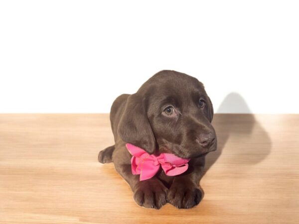 [#5858] Chocolate Female Labrador Retriever Puppies for Sale
