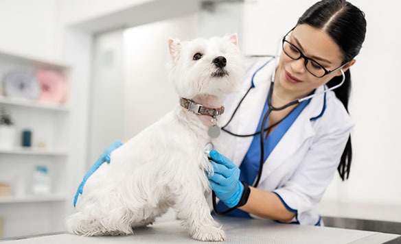 Regular Veterinary Checkups