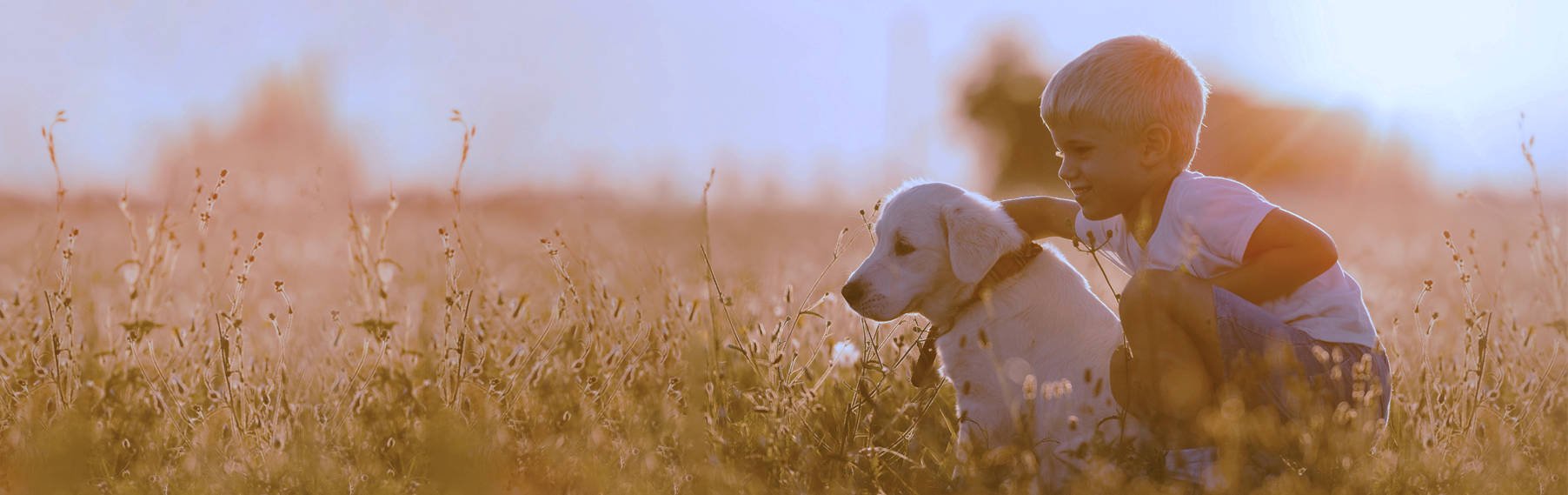 Discover Your Ideal Puppy Match banner
