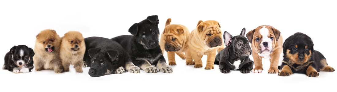 buy dogs in Racine, WI buy puppies and pet supplies in Racine, WI