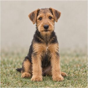 Airedale-Terrier