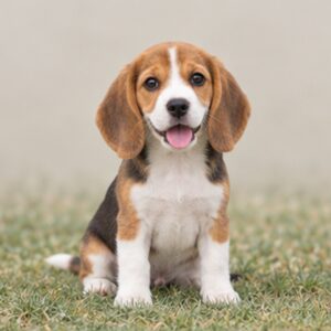 Beagle