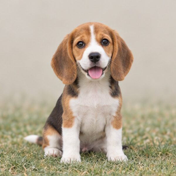 Beagle