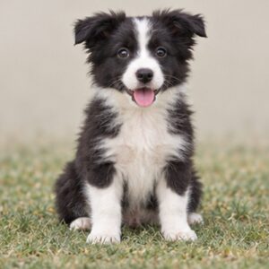 Border-Collie