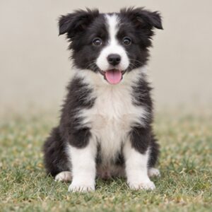 Border-Collie