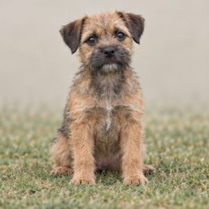 Border-Terrier