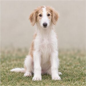 Borzoi