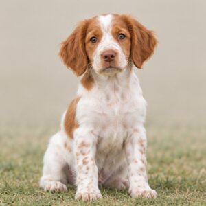 Brittany-Spaniel