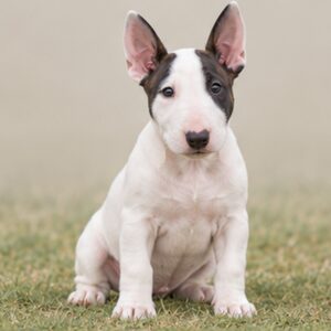 Bull-Terrier