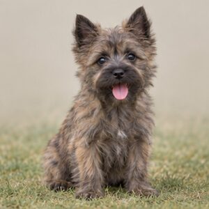 Cairne-Terrier