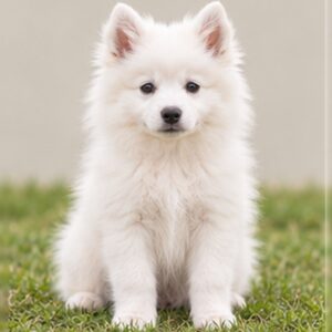 American-Eskimo