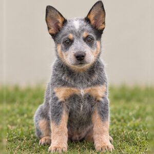 Australian-Cattle-Dog
