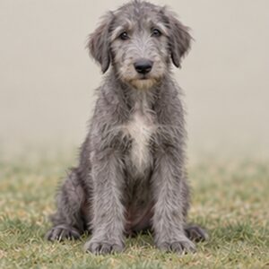 Irish-Wolfhound