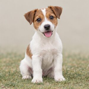 Jack-Russel-Terrier