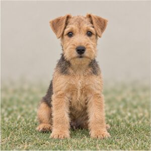 Lakeland-Terrier