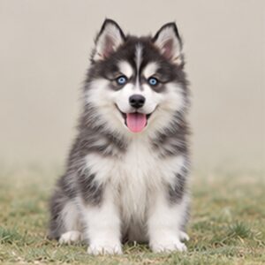 Pomsky