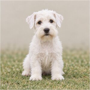 Sealyham-Terrier