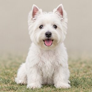 West-Highland-WhiteTerrier