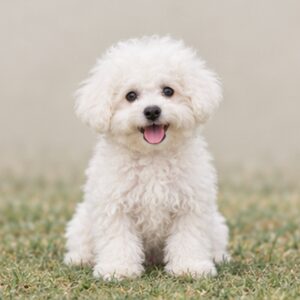 Bichon-Frise