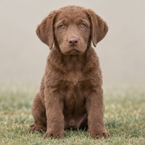 Chesapeake-Bay-Retriever
