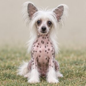 Chinese-Crested