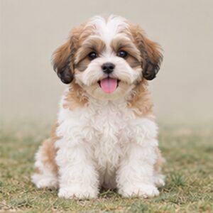 Shih-Poo