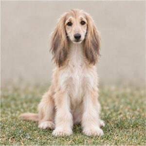 Afghan-Hound