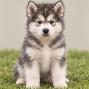 Alaskan-Malamute-1