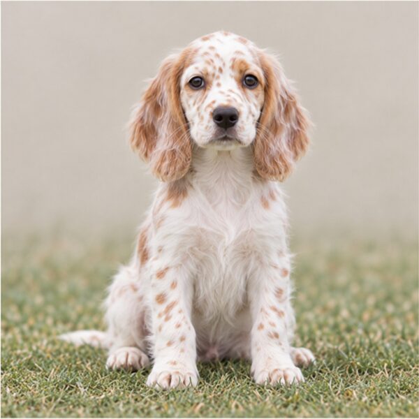 English-Setter