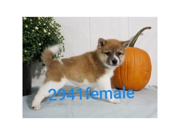Shiba Inu-DOG-Female-Red Sesame / White-2110-Petland Knoxville, Tennessee