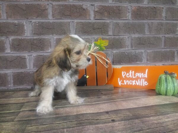 Shorkie-DOG-Male-BIEGE-2118-Petland Knoxville, Tennessee