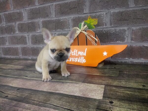 French Bulldog-DOG-Female-Red Fawn-2111-Petland Knoxville, Tennessee