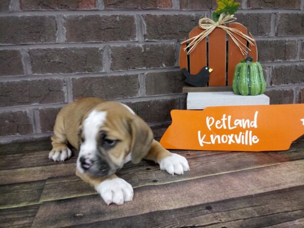 Mini Bulldog-DOG-Male-BROWN WHITE-2125-Petland Knoxville, Tennessee
