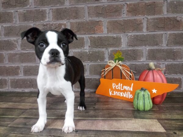Boston Terrier-DOG-Female-Blk&Wht-2138-Petland Knoxville, Tennessee