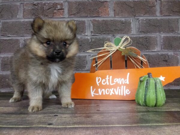 Pomeranian DOG Male SABLE 2147 Petland Knoxville, Tennessee