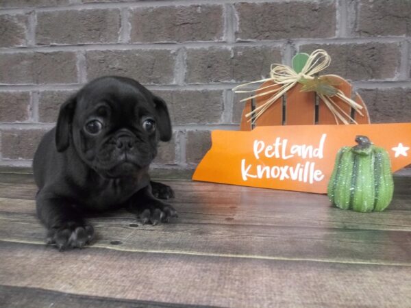 Pug-DOG-Male-BLK-2151-Petland Knoxville, Tennessee