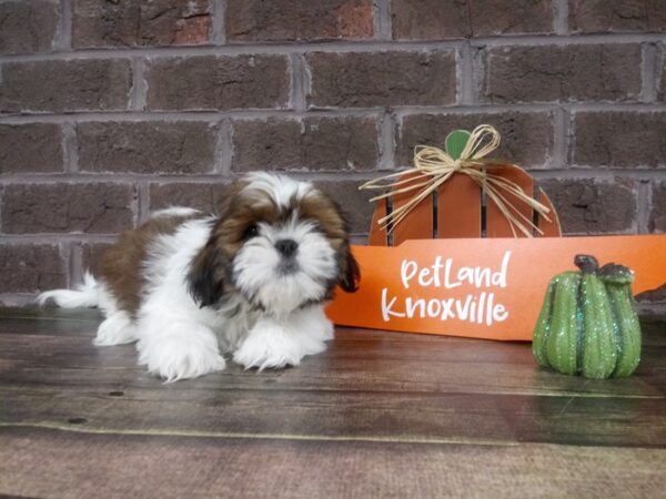 Shih Tzu DOG Female brown white 2155 Petland Knoxville, Tennessee