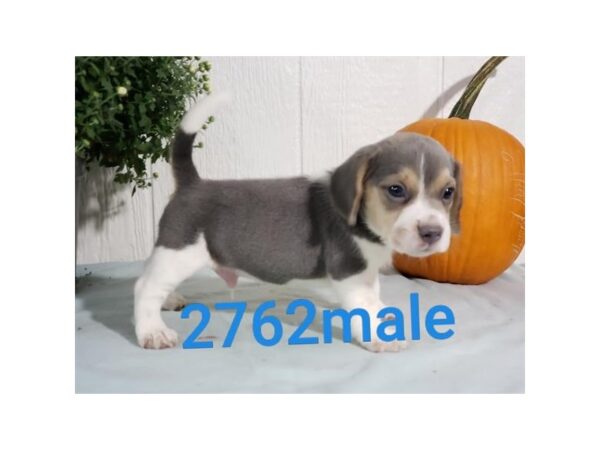 Beagle DOG Male Blue / White 2163 Petland Knoxville, Tennessee