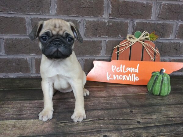 Pug-DOG-Female-FAWN-2176-Petland Knoxville, Tennessee