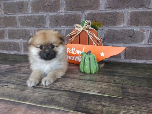 Pomeranian-DOG-Male-SABLE-2170-Petland Knoxville, Tennessee