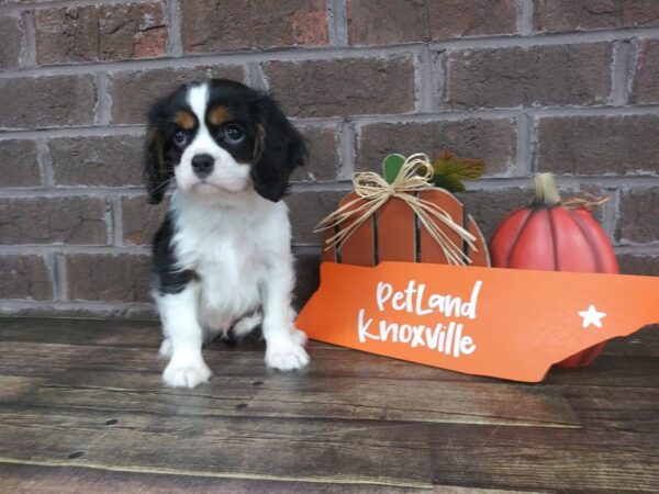 Cavalier King Charles Spaniel DOG Male TRI 2192 Petland Knoxville, Tennessee