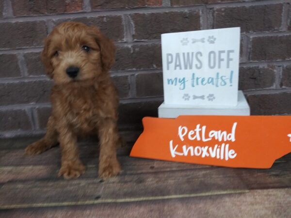 Mini Goldendoodle DOG Male Red 2209 Petland Knoxville, Tennessee