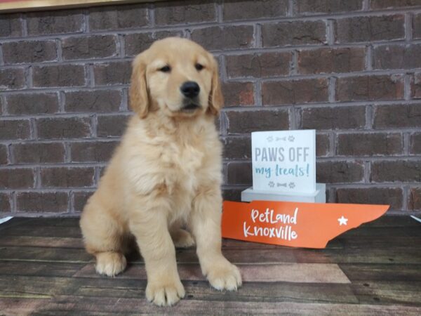 Golden Retriever-DOG-Male-Golden-2212-Petland Knoxville, Tennessee
