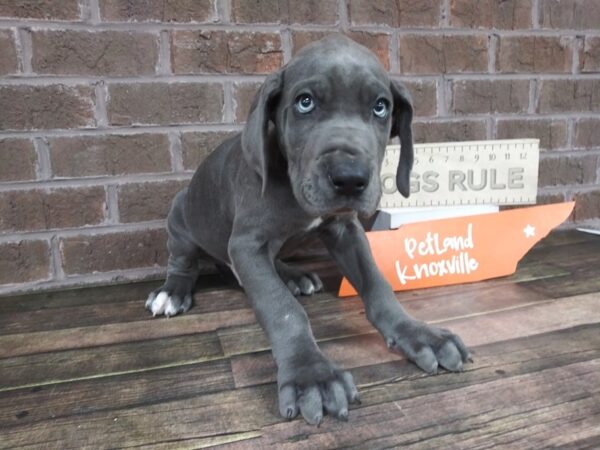 Great Dane-DOG-Male-Gray-2213-Petland Knoxville, Tennessee