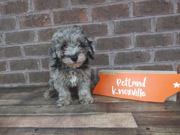 Miniature Poodle-DOG-Male-BLUE MERLE-2234-Petland Knoxville, Tennessee